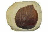 Fossil Leaf (Davidia) - Montana #262369-1